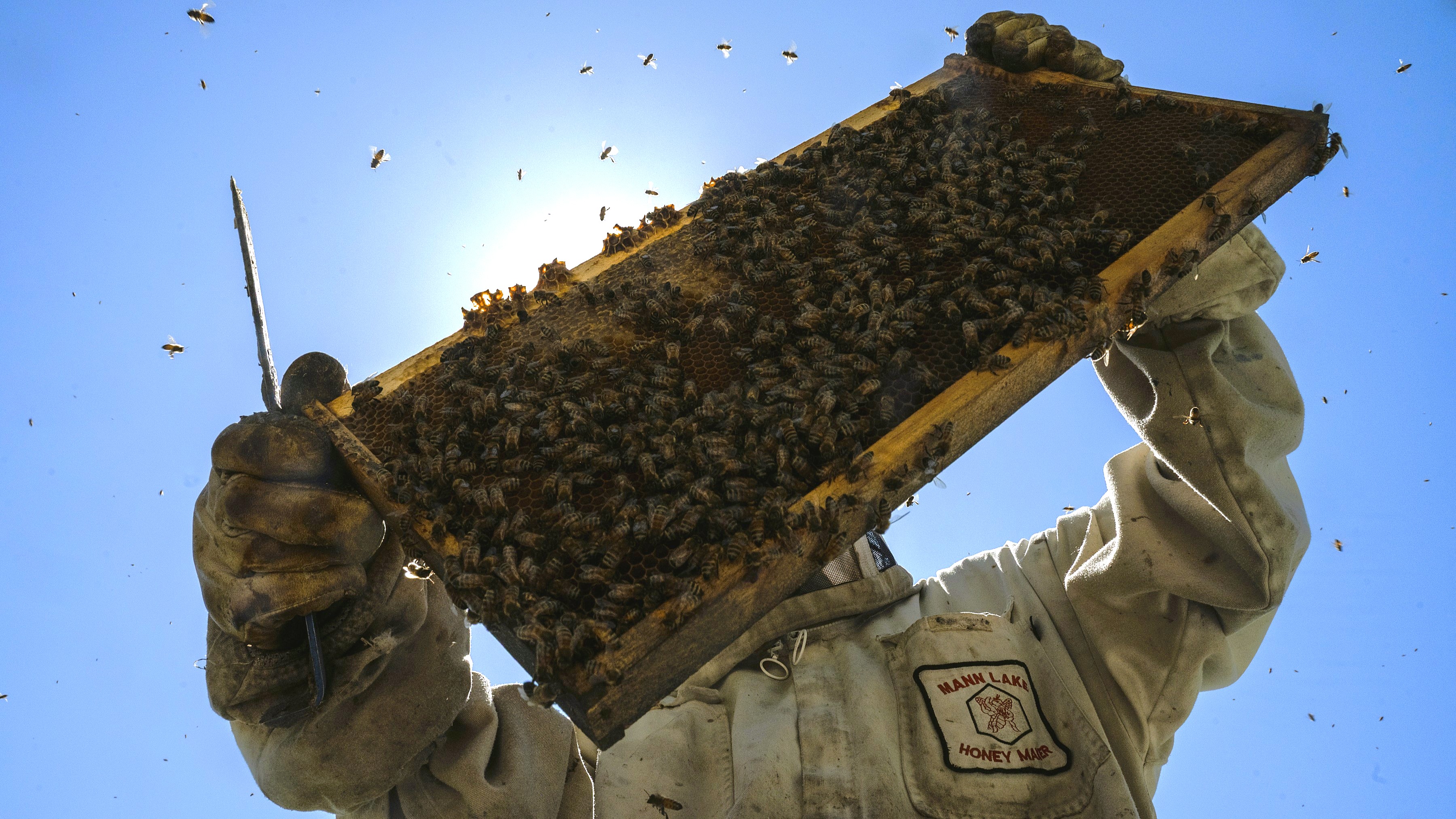 A Bee Enthusiast’s Guide to Getting into Honey Bees and Beekeeping