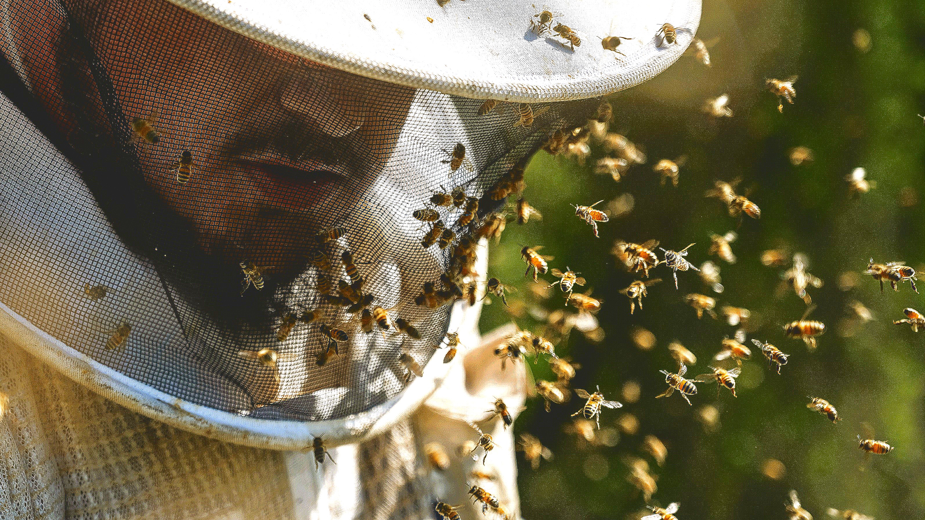 Rockwall Honey Bee Company: Professional Beekeeping Services