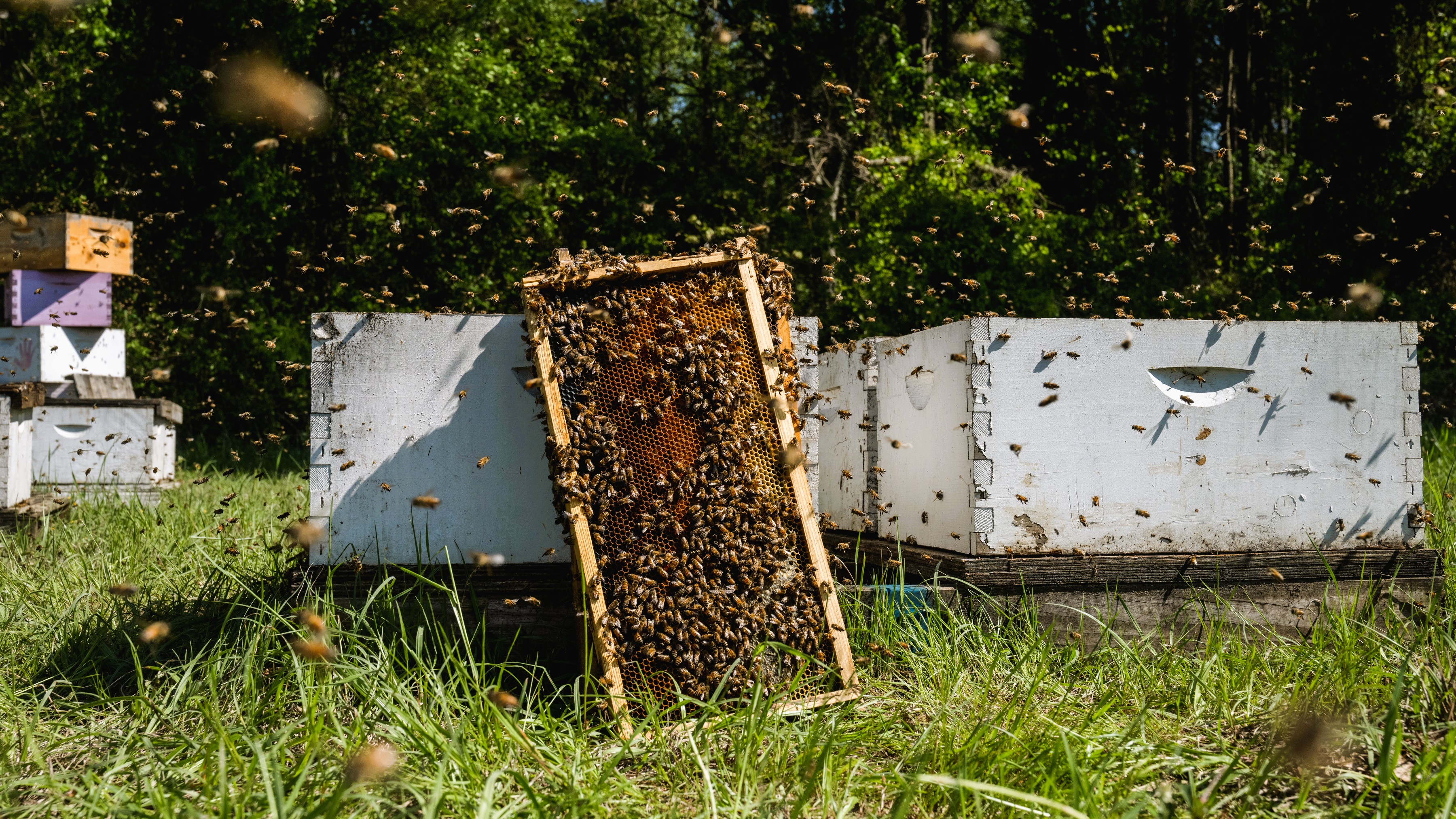 Getting Involved in Beekeeping