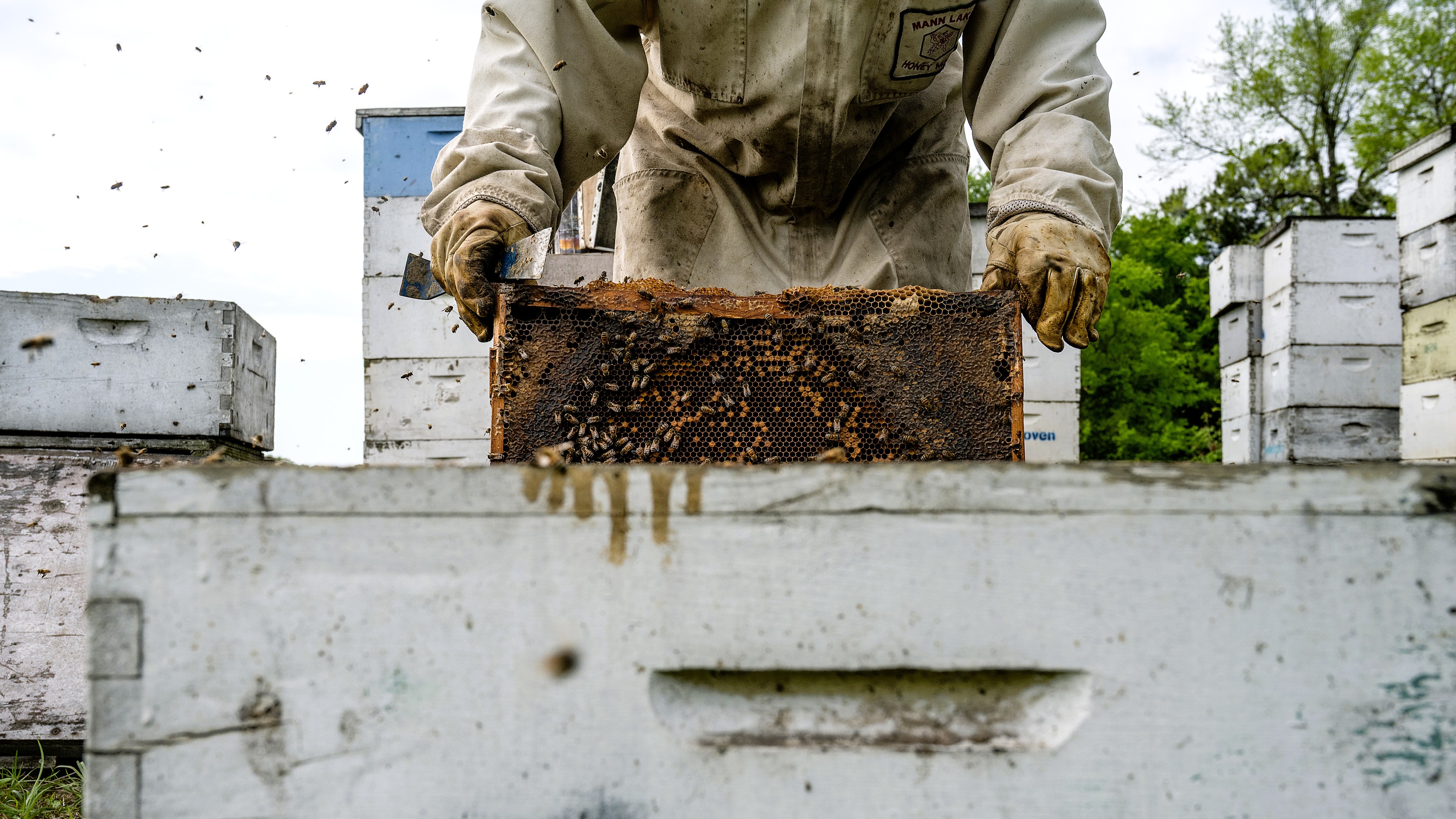 A Bee Enthusiast’s Guide to Getting into Honey Bees and Beekeeping