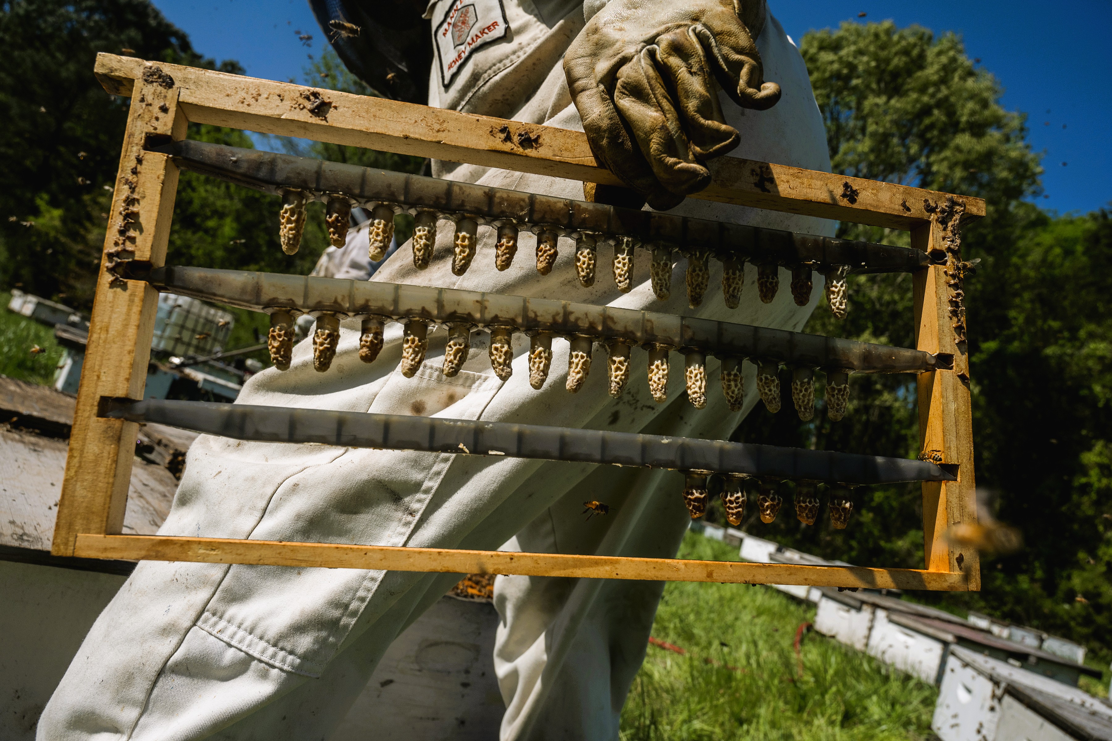 Getting Involved in Beekeeping