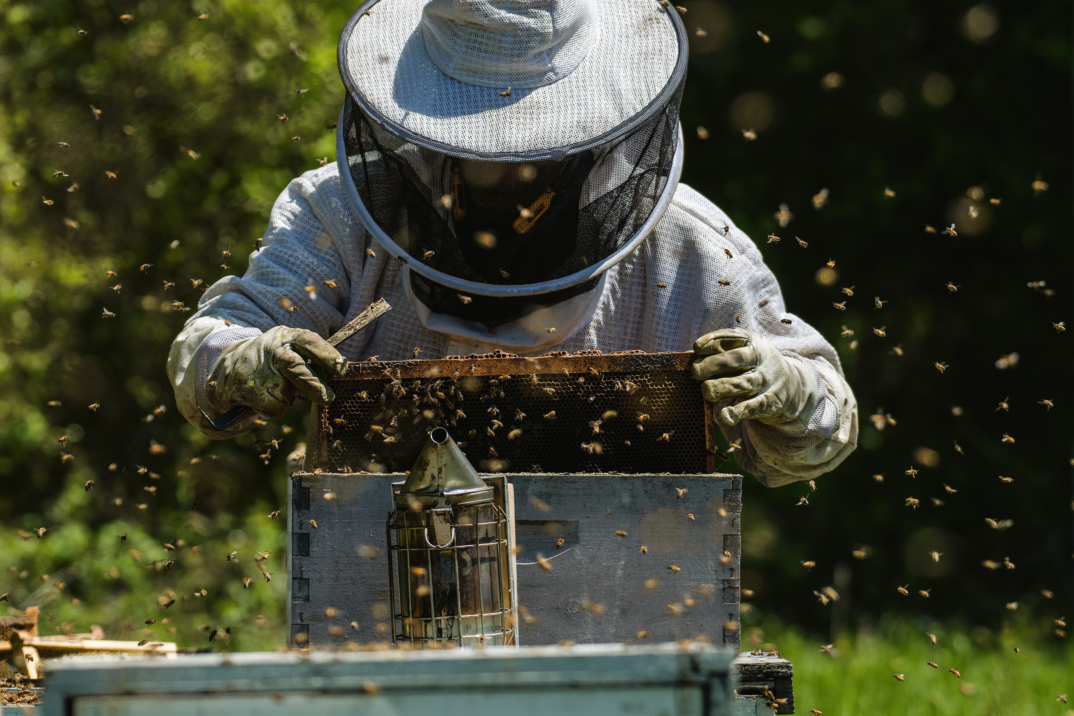 Bees Up Close and Personal