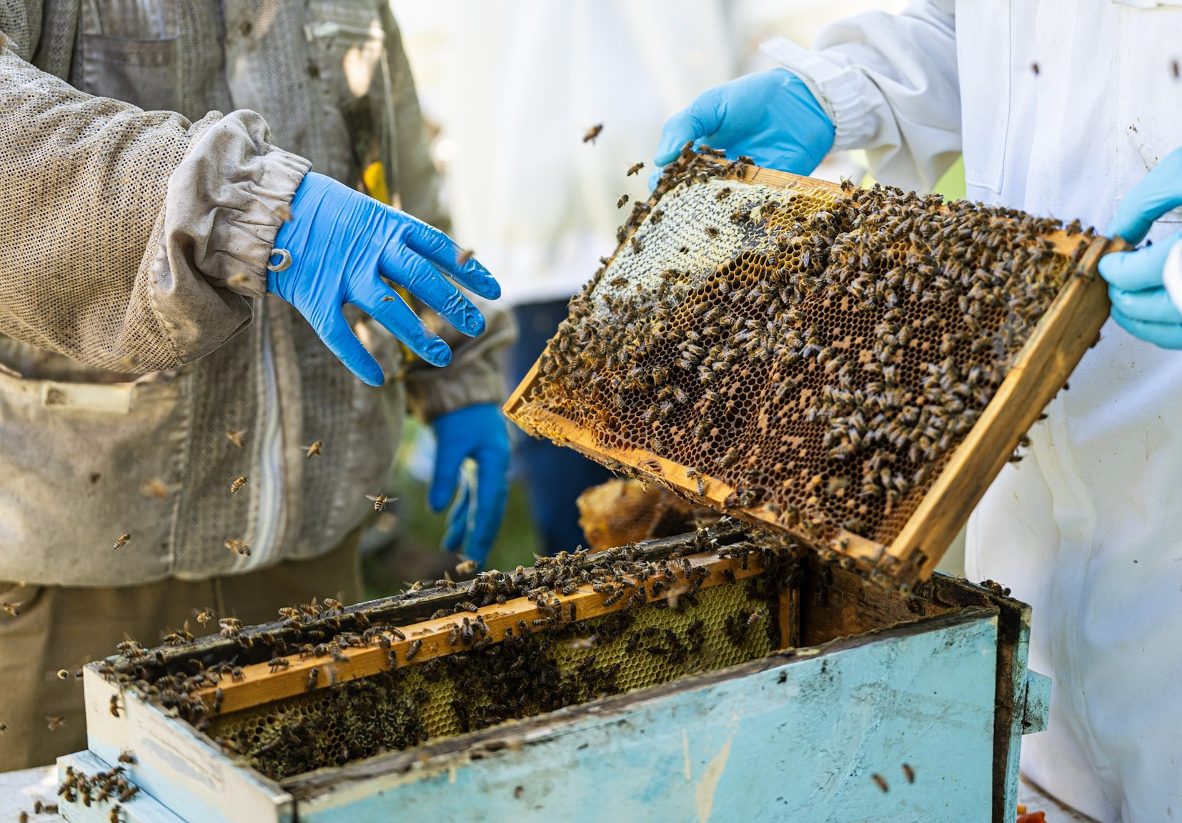 Rockwall Honey Bee Company: Professional Beekeeping Services