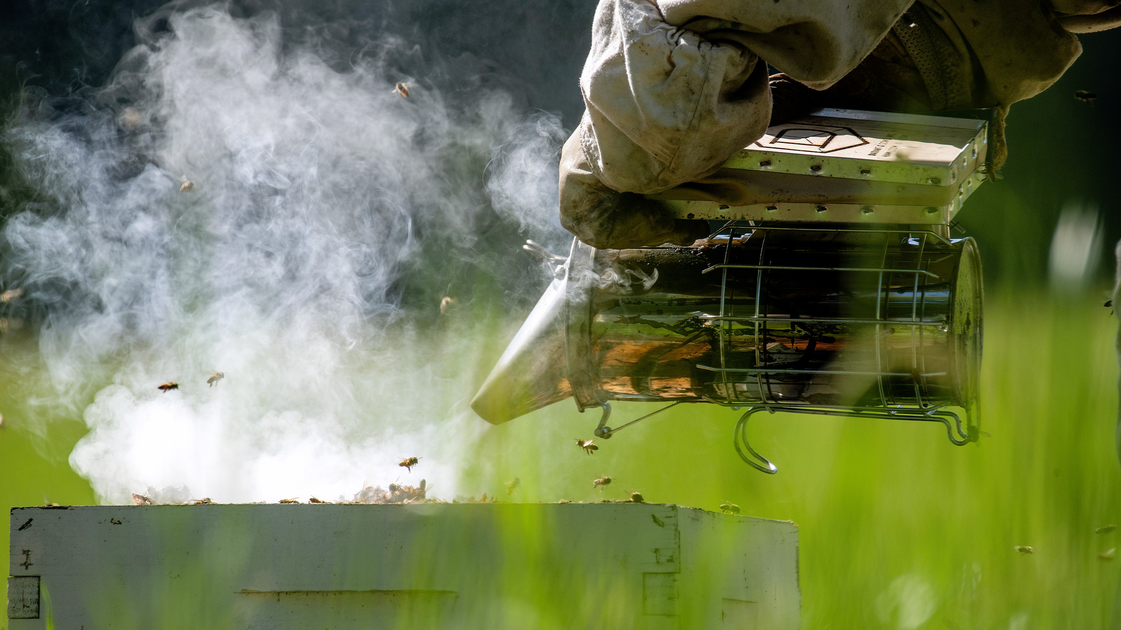 Getting Involved in Beekeeping